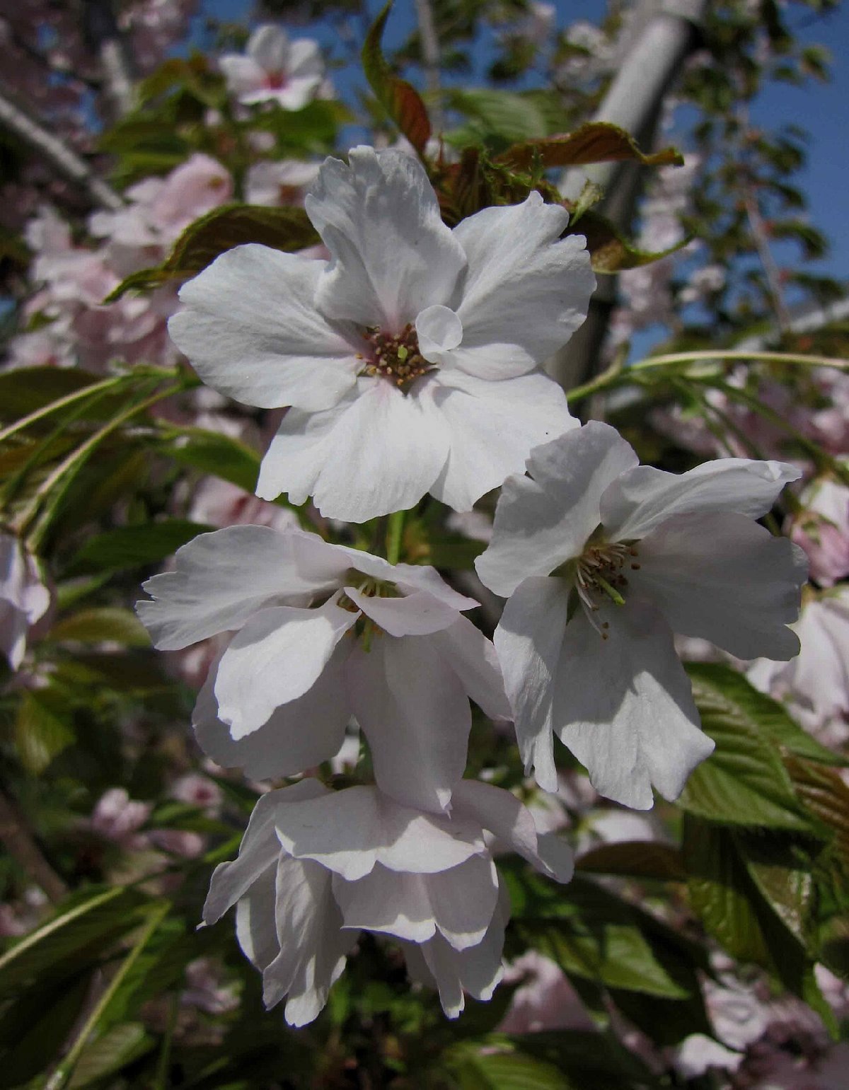 朱雀橋のイメージ(モザイク処理済み)