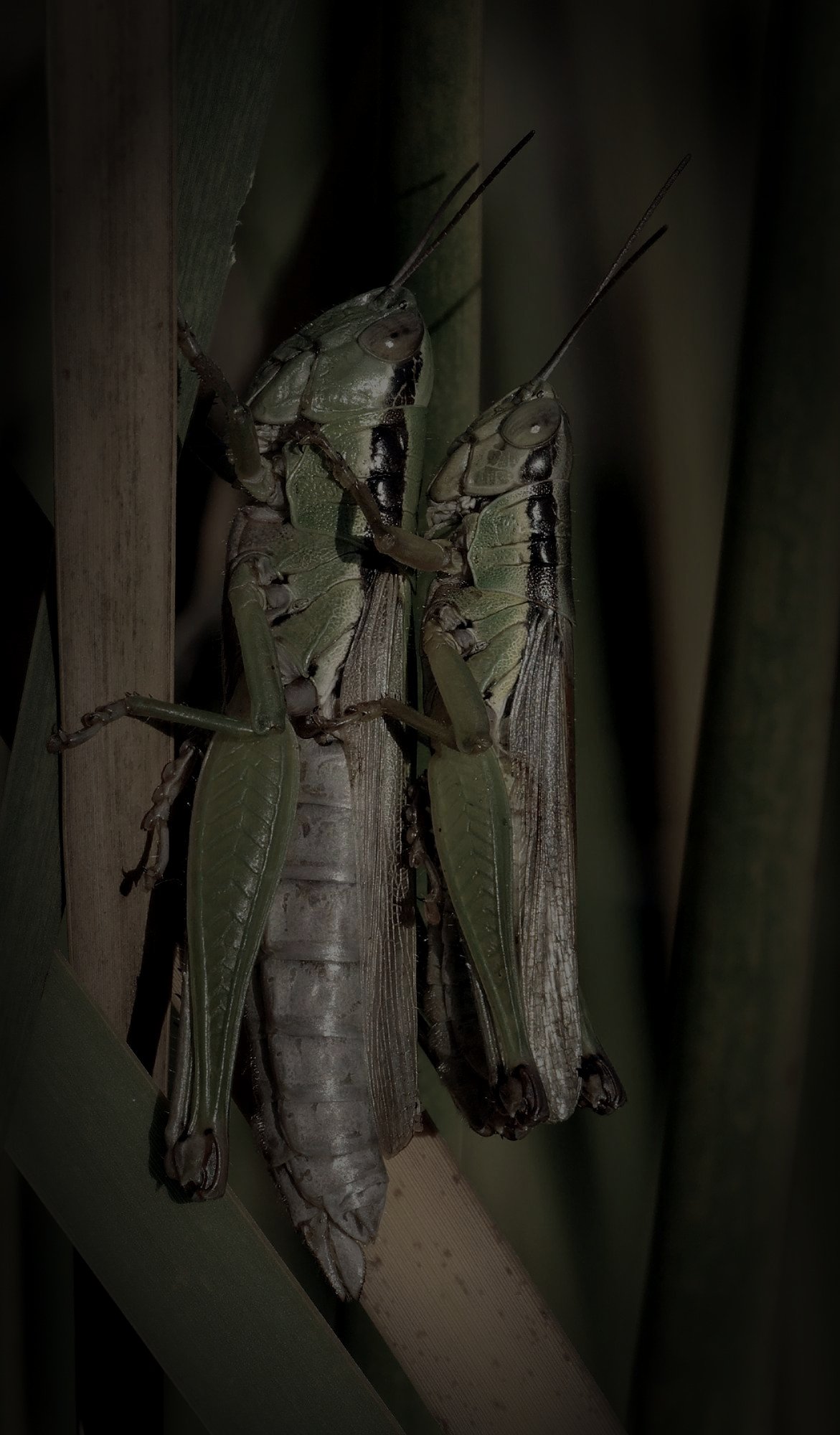 大阪市の心霊橋のイメージ（モザイク処理済み）