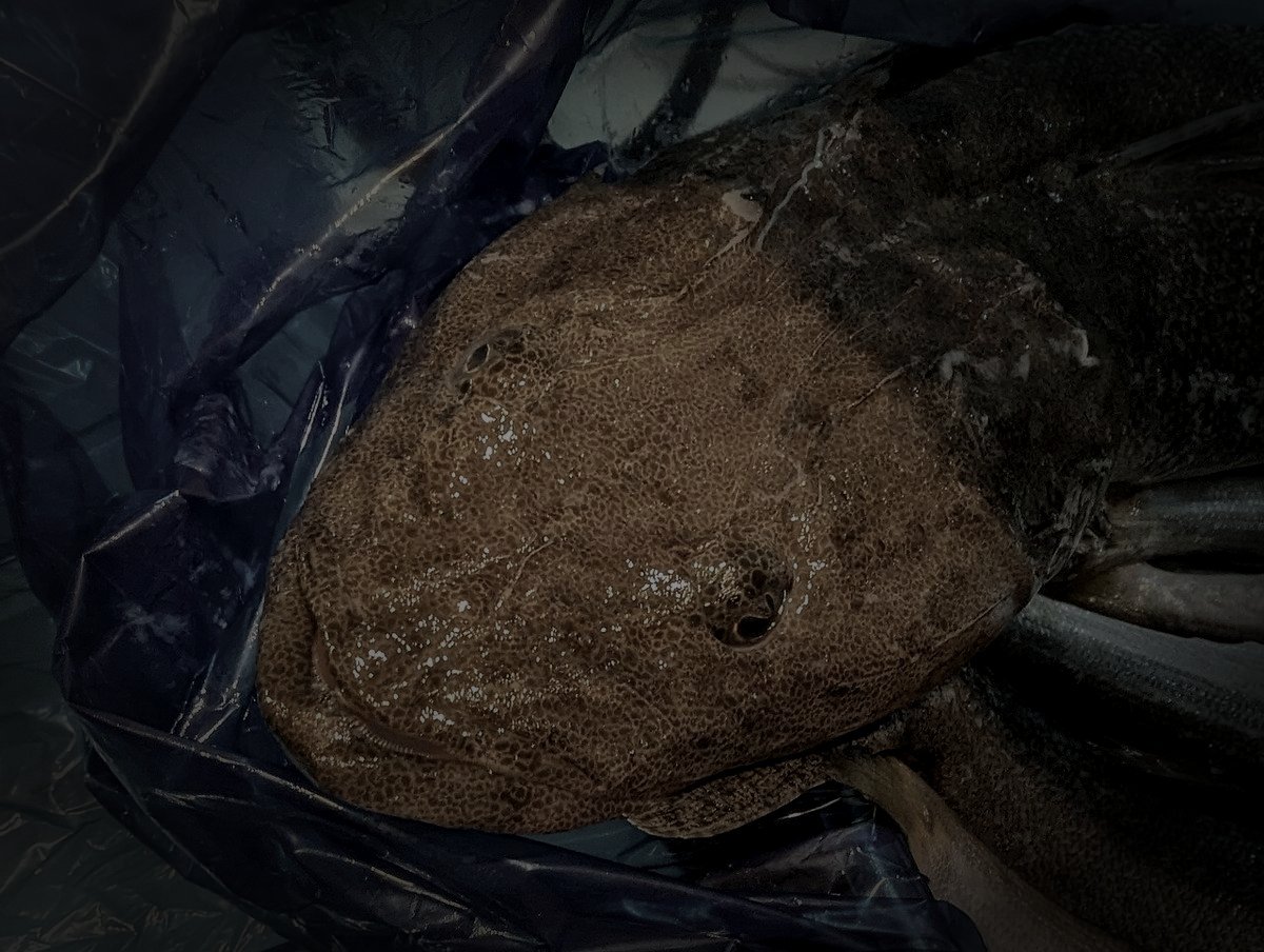 延岡市廃工場（旭化成工場跡）のイメージ（モザイク処理済み）