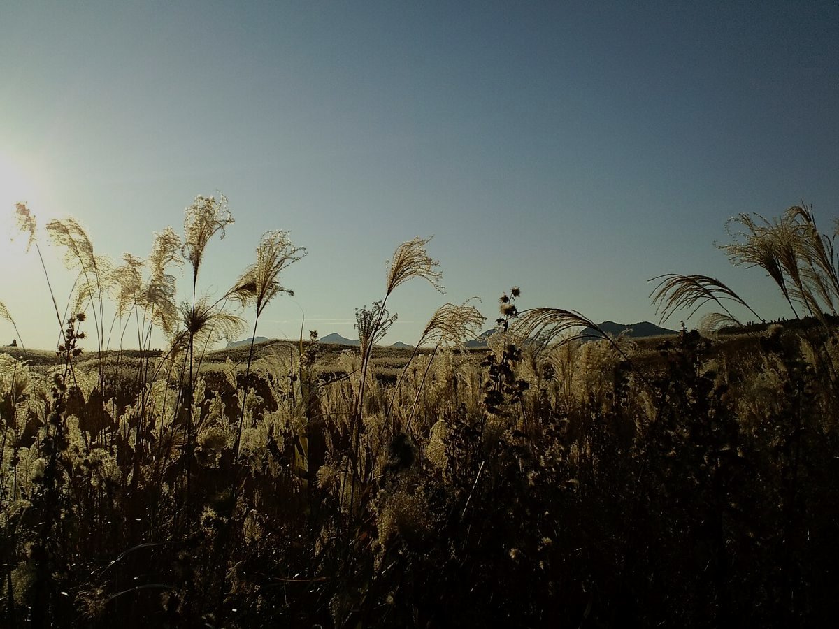 曽爾高原のイメージ（モザイク処理済み）