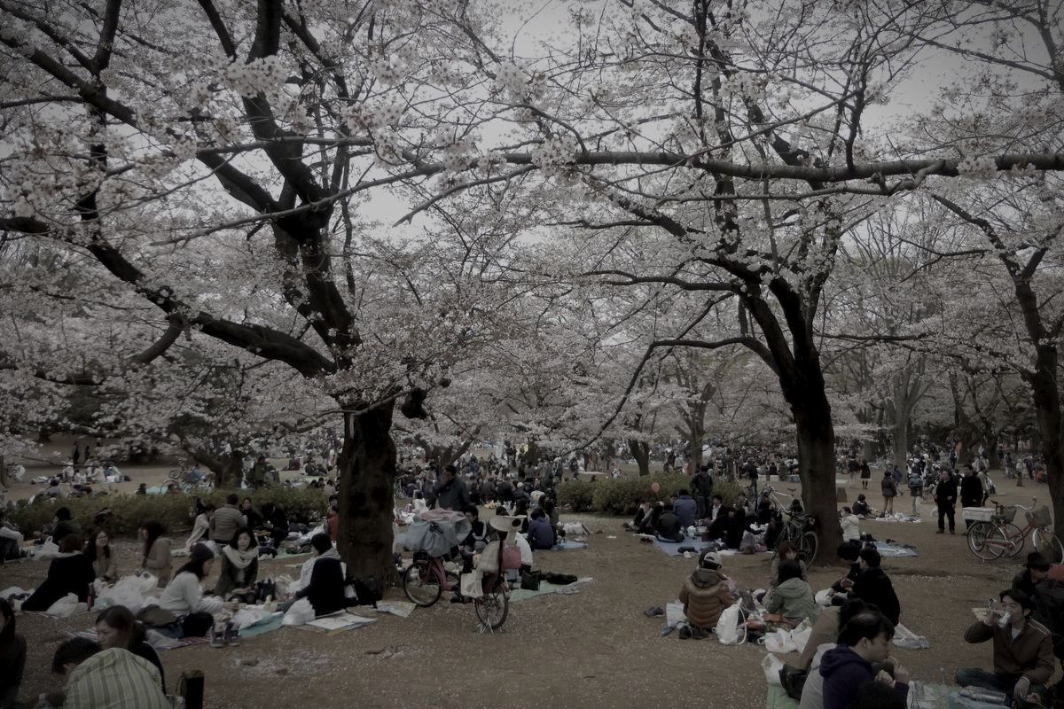 光が丘公園のイメージ 2 / 2(モザイク処理済み)