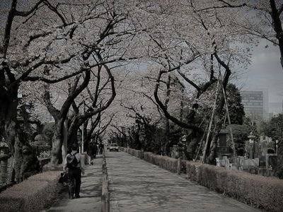 青山霊園