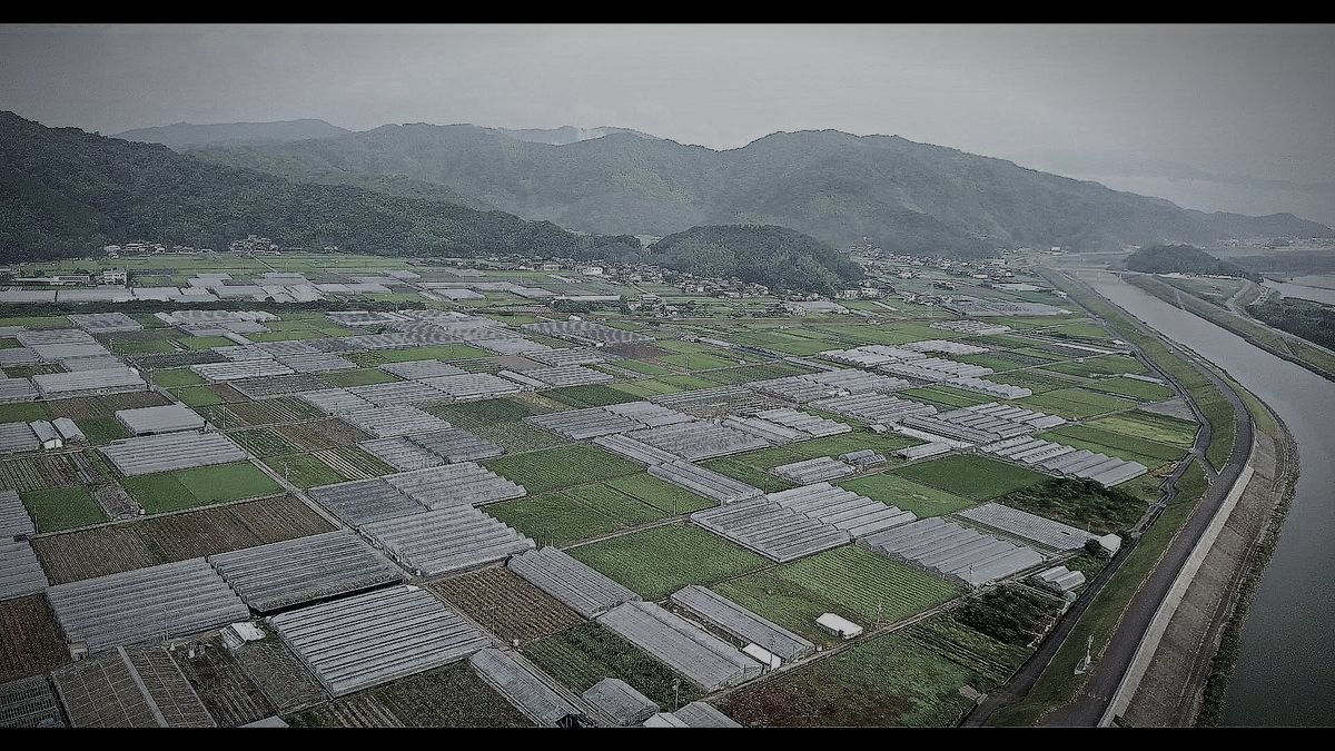 仁淀川河口大橋のイメージ 2 / 3（モザイク処理済み）