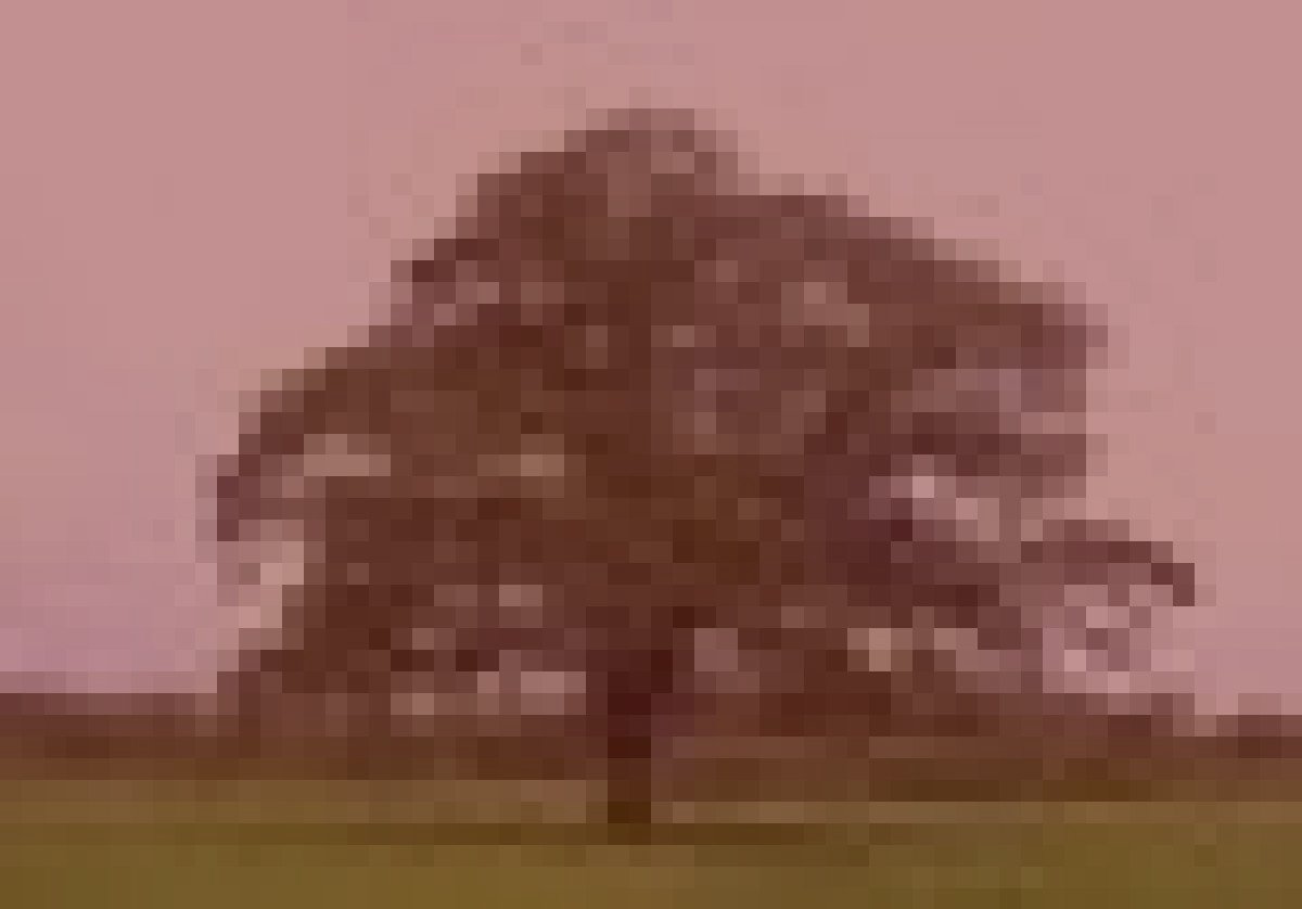 旧中川河川敷のイメージ（モザイク処理済み）