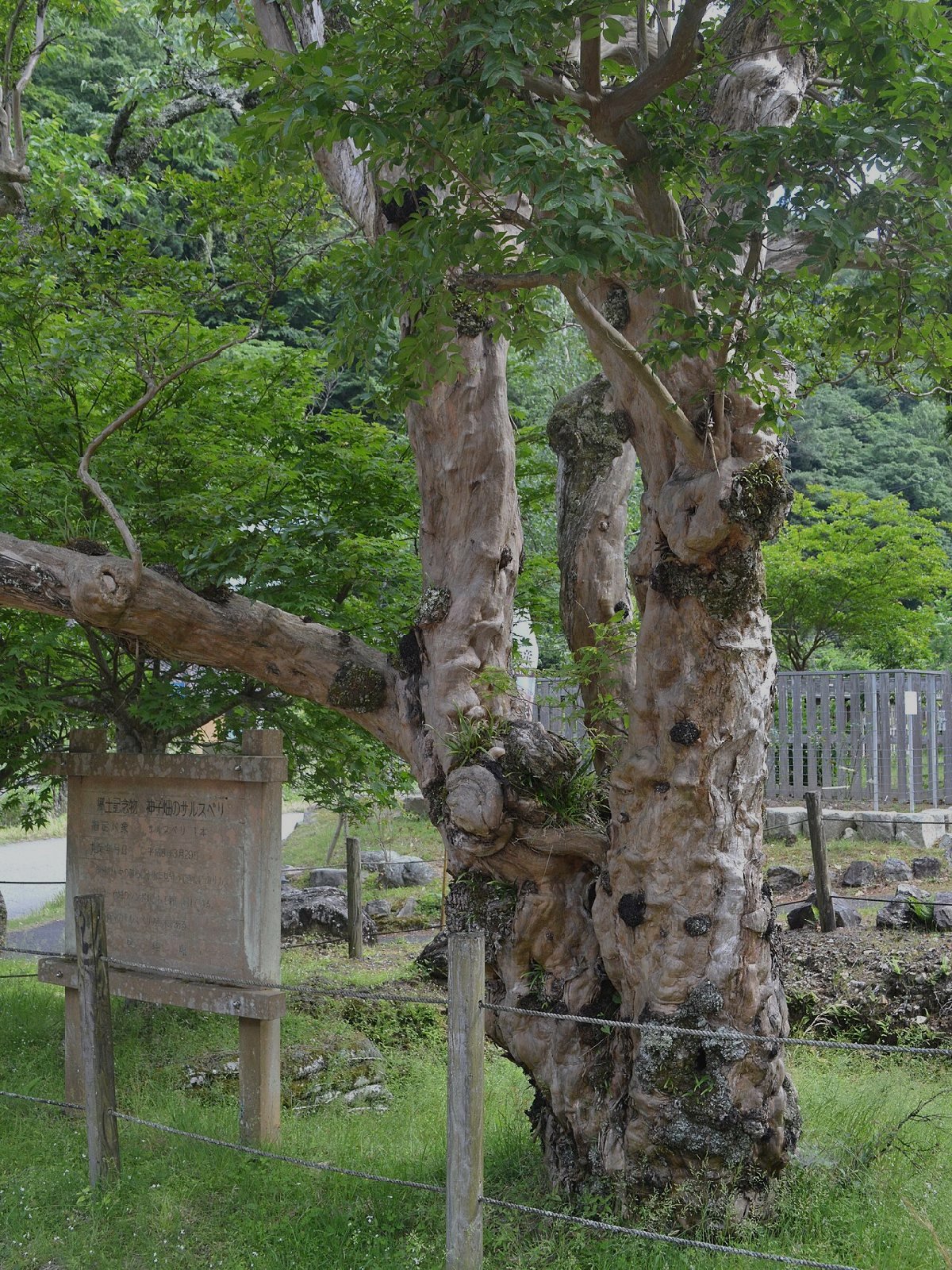神子畑選鉱場跡のイメージ(モザイク処理済み)