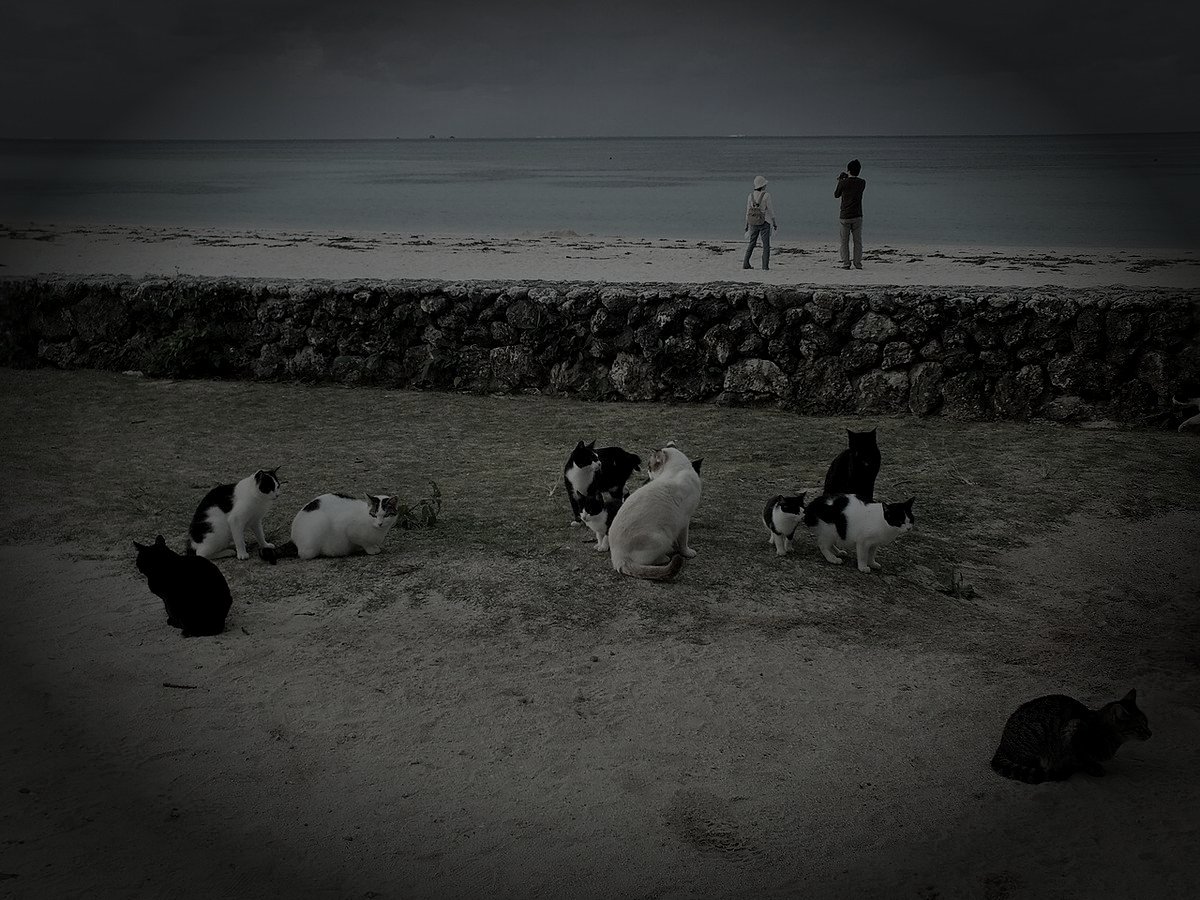 八重山郡竹富町の廃農村のイメージ（モザイク処理済み）