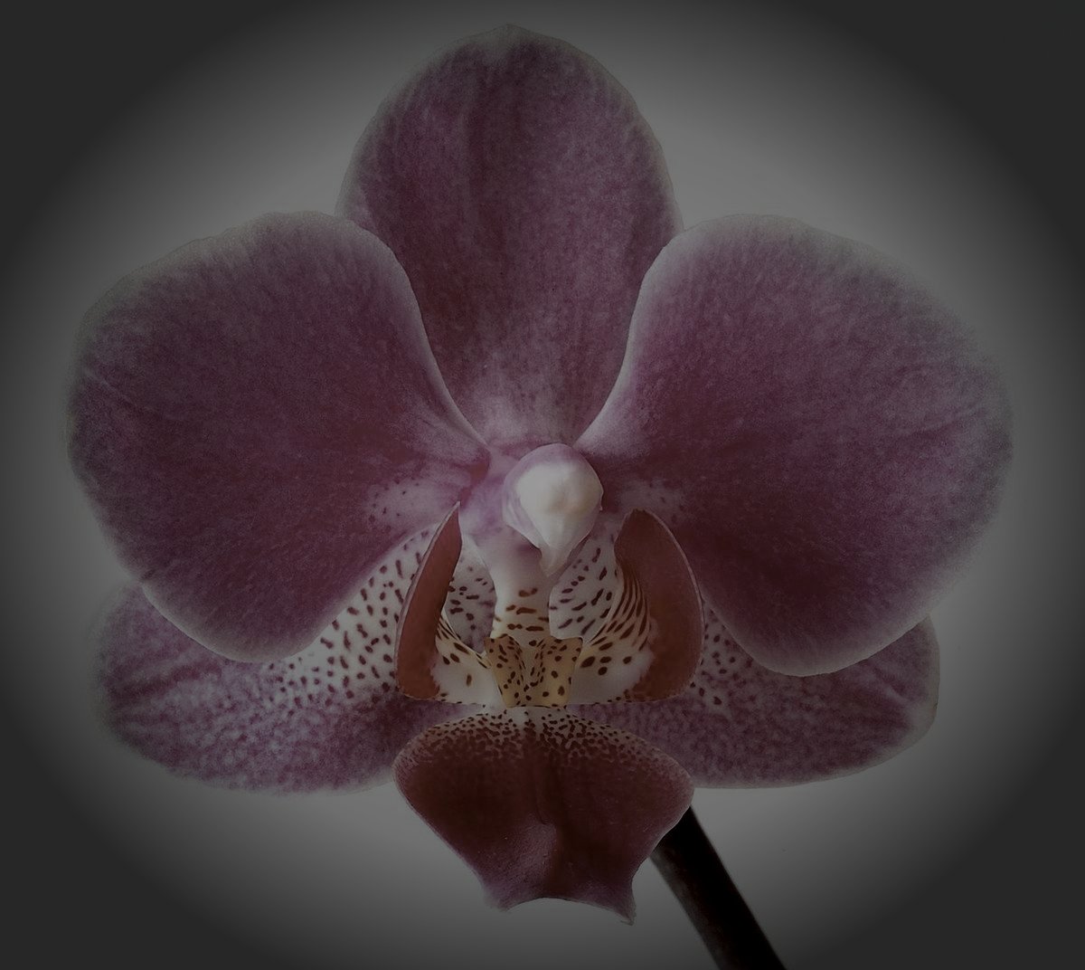 田川郡赤村の廃農村のイメージ（モザイク処理済み）