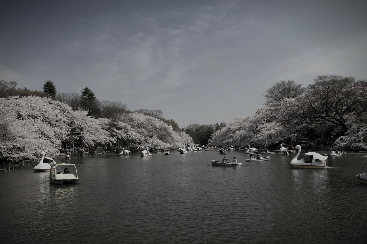 井の頭恩賜公園のイメージ 2 / 2（モザイク処理済み）