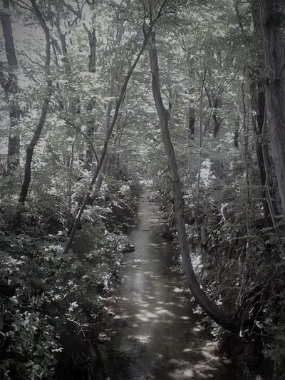 玉川上水（太宰治入水の地）