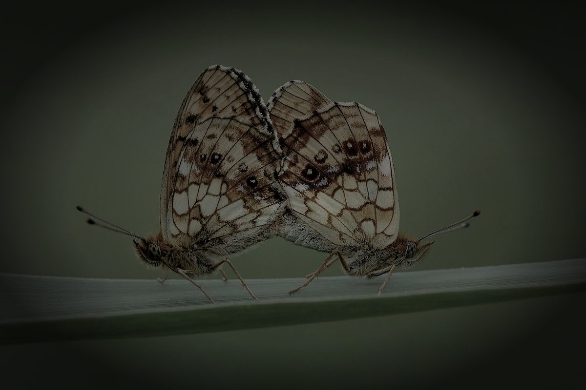 吾川郡いの町の廃農家のイメージ（モザイク処理済み）