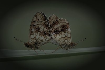 吾川郡いの町の廃農家