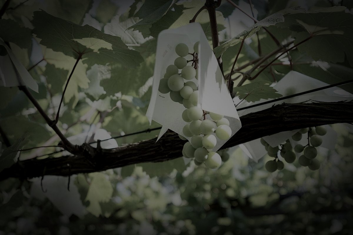 上山城跡のイメージ（モザイク処理済み）