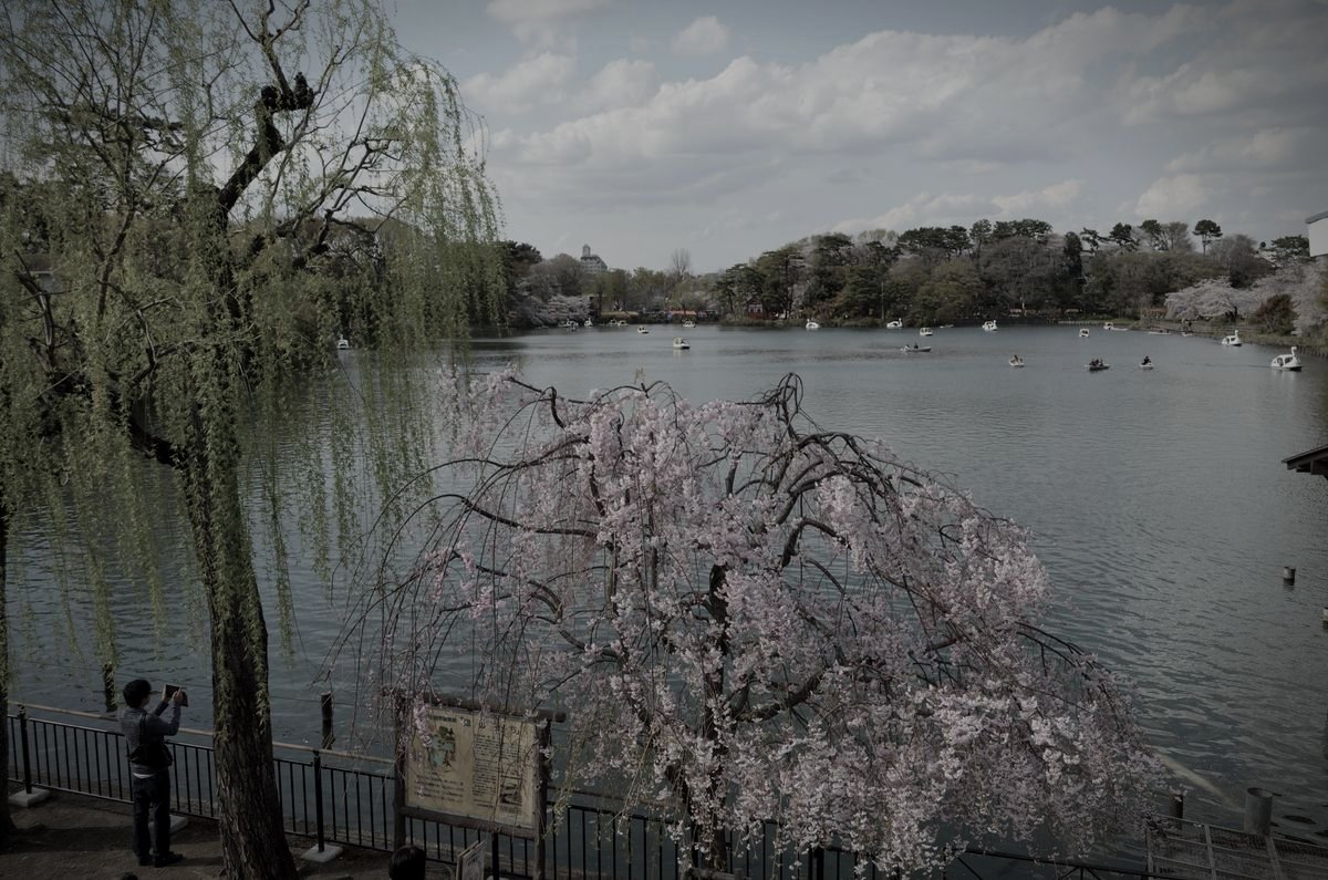洗足池公園のイメージ 3 / 4(モザイク処理済み)