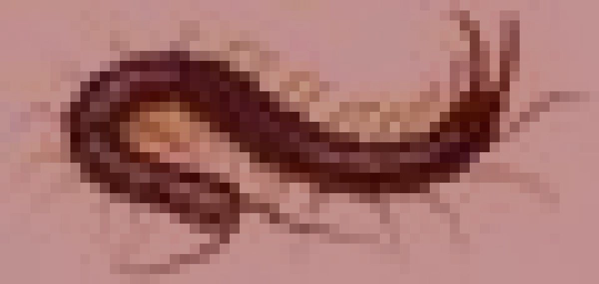 東大阪市旧生駒山の山岳霊のイメージ（モザイク処理済み）